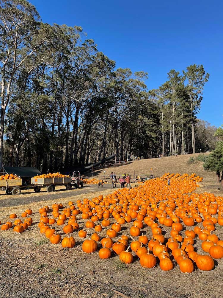 Pumpkin-Fest-lot.jpg