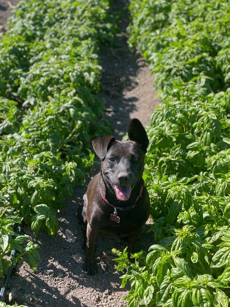 rosie-in-basil.jpg