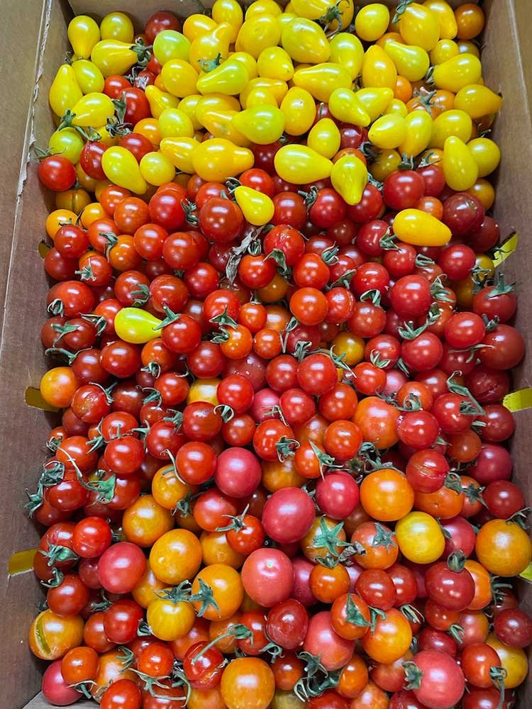 tomatos-for-food-bank.jpg
