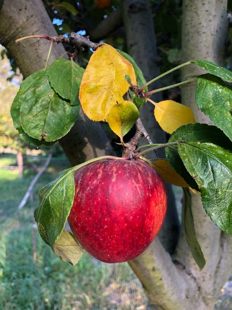 rsv-trees-pumpkin-farm-pumpking-picking-festival-santa-cruz-half-moon-bay-pescadero12.-sweet-red-Gravenstein-apple.jpg