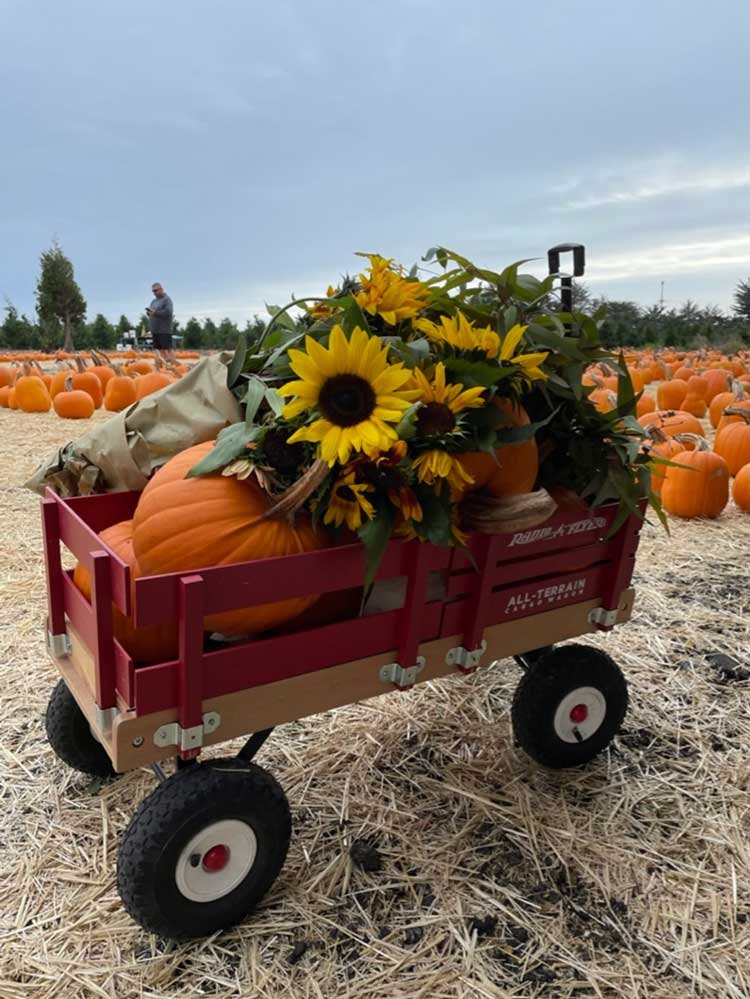 rsv-trees-pumpkin-farm-pumpking-picking-festival-santa-cruz-half-moon-bay-pescadero18.-A-wagon-load-of-goodness.jpg