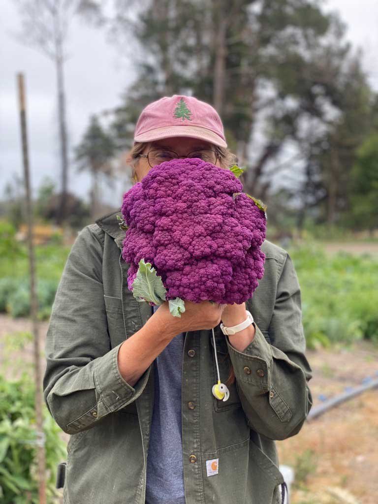 Ann-Purple-coliflower.jpg