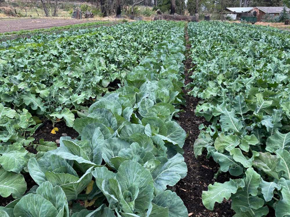 broccoli-and-cabbage-in-fieldrsv trees pumpkin organic farm food donations santa cruz half moon bay pescadero.jpg