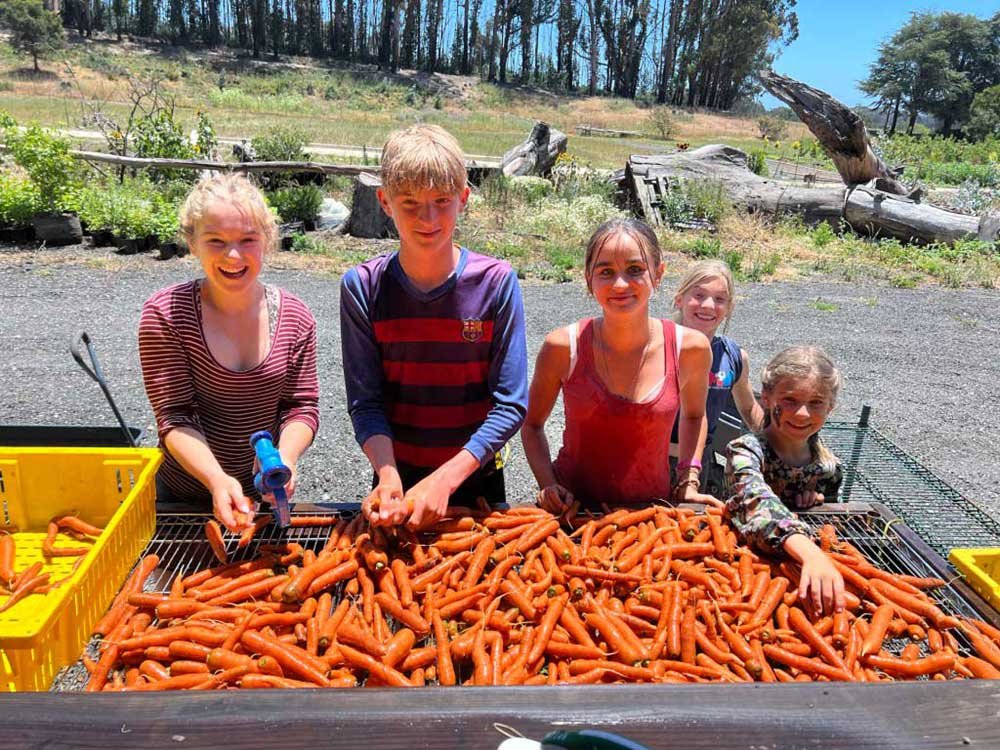 sorting-carrots-kidsrsv trees pumpkin organic farm food donations santa cruz half moon bay pescadero.jpg