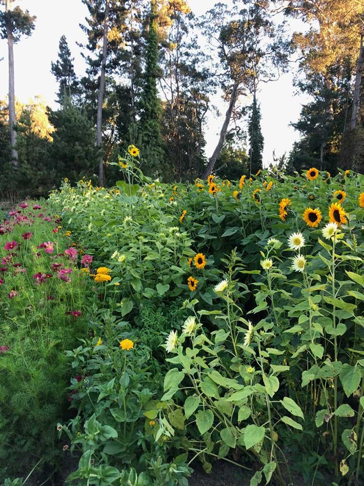 sunflowers-fieldrsv trees pumpkin organic farm food donations santa cruz half moon bay pescadero.jpg