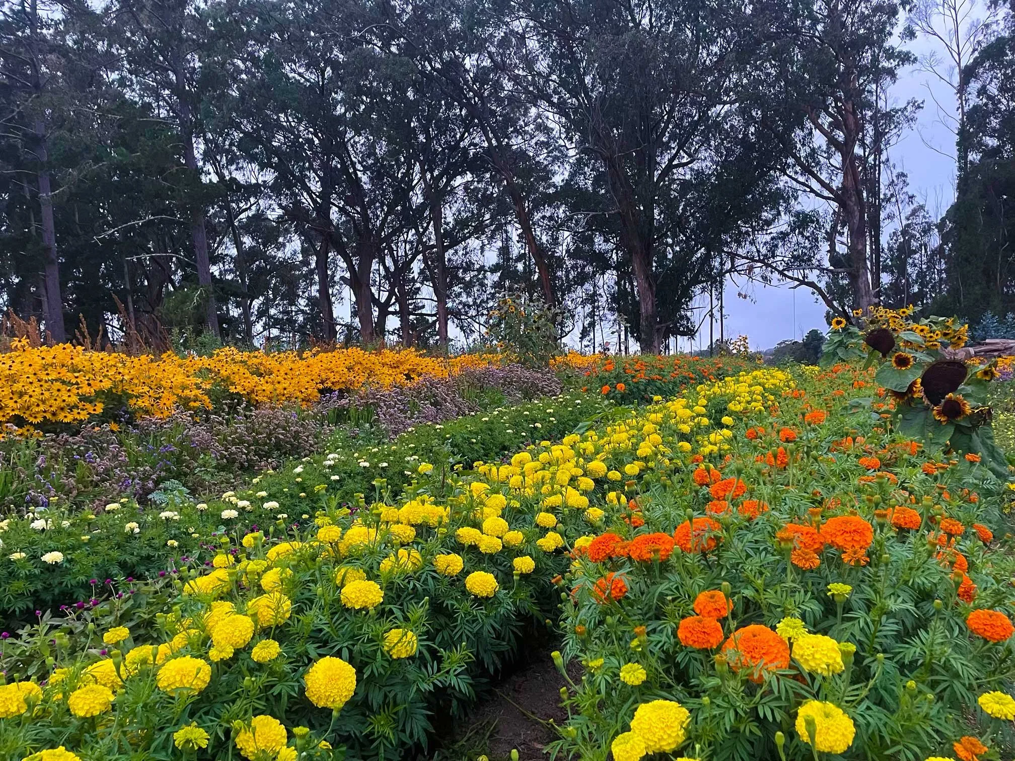 banner-flower-fields.jpg