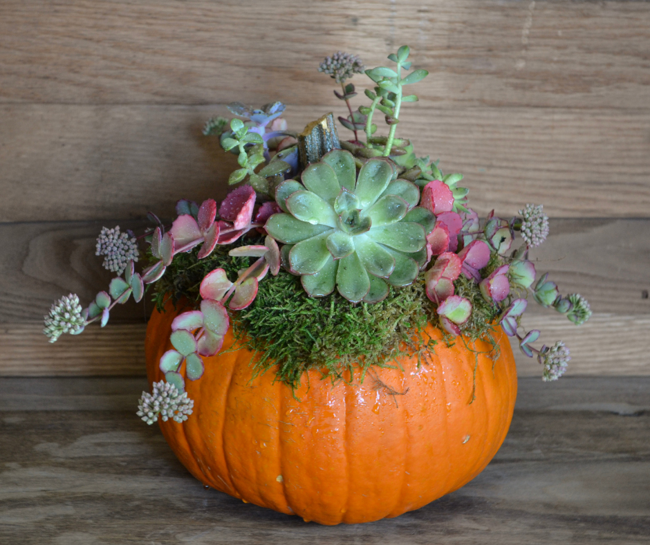"PUMPCULENT"