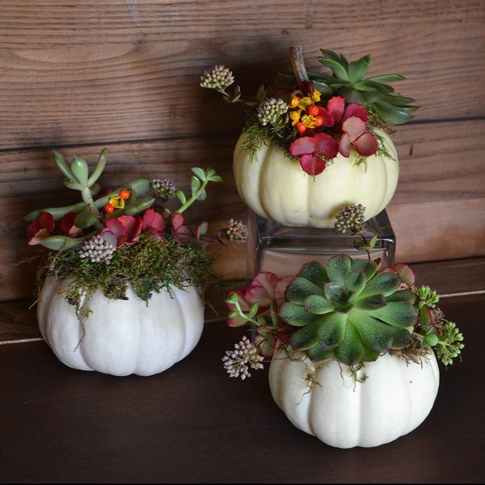 Bippity Boppity Boo! Our fall festive Succulent Tablescape is a gorgeous alternative centerpiece that can be arranged in several ways. Gather around these timeless holiday treats. Our succulents are planted in Spanish moss atop white novelty pumpkins