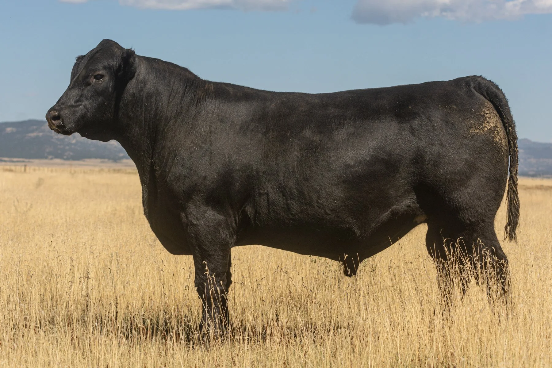 Bulls — Reverse Rocking R Ranch