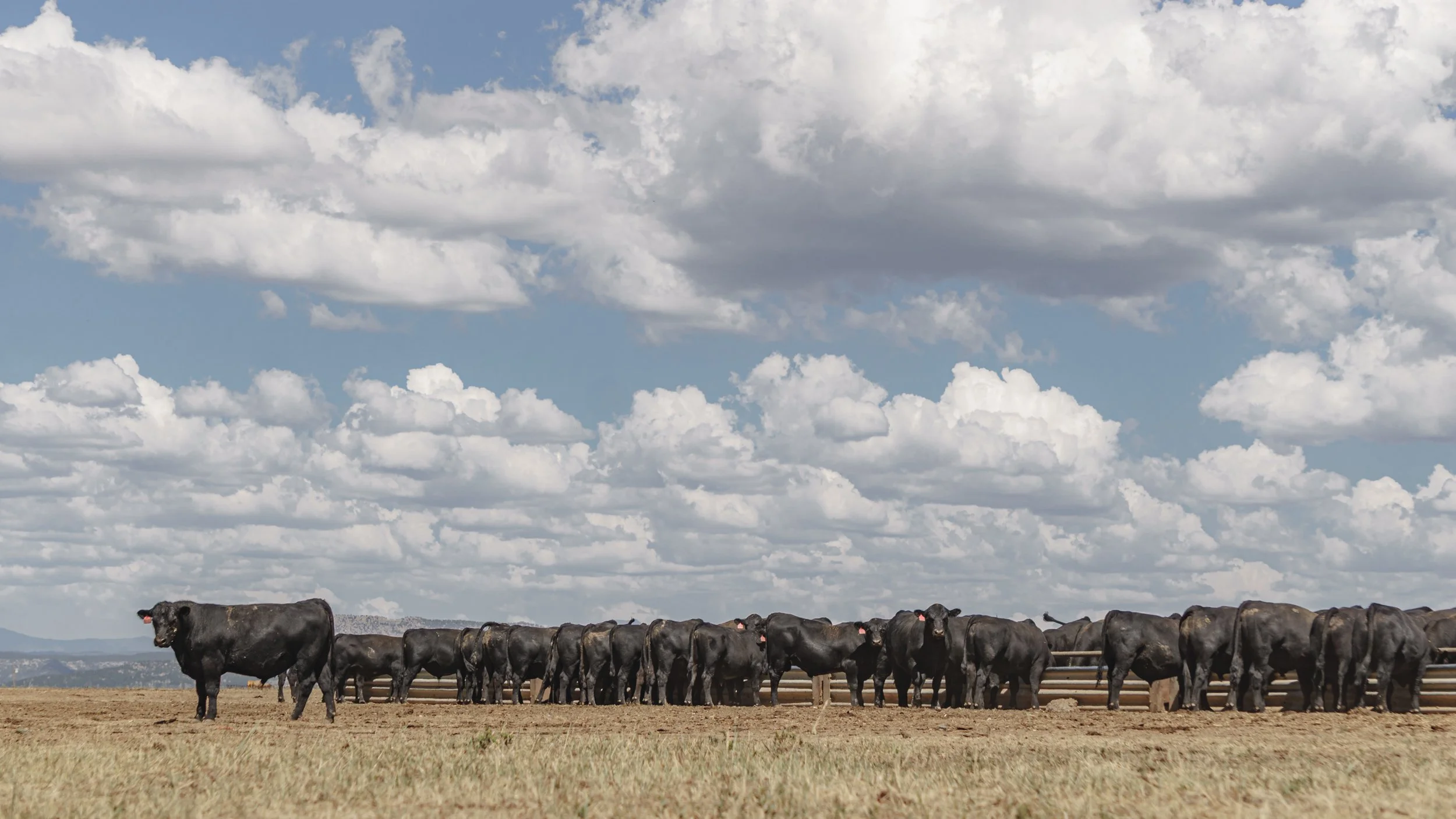 RRR Bulls 2026-6.jpg