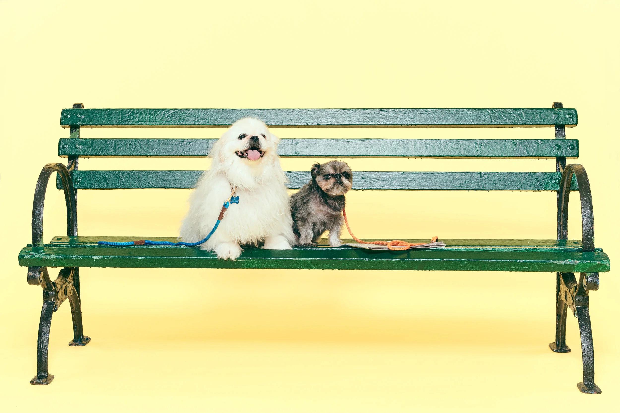 BOMBAS_Puppy_On_Bench-456_R1.jpg