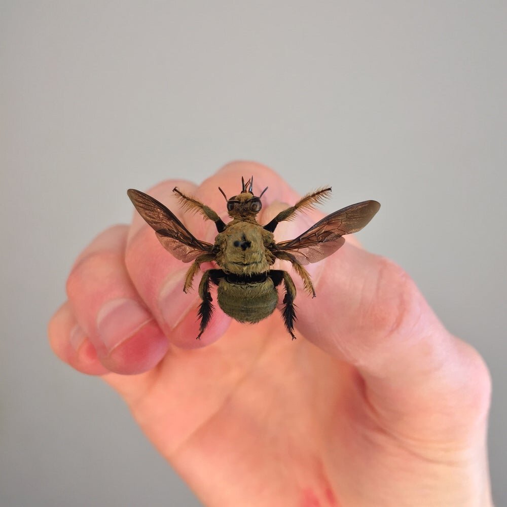 golden_bee_close_one.jpeg