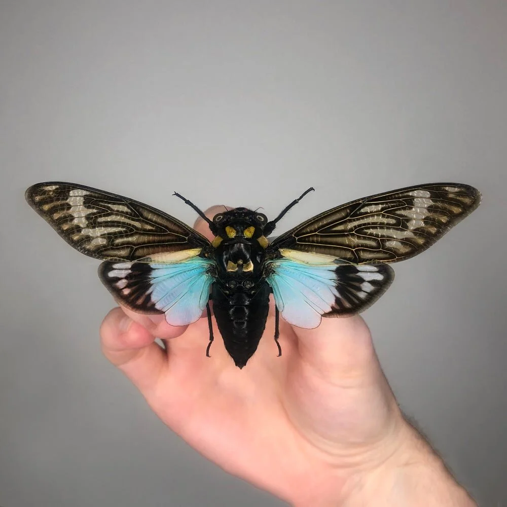 blue_winged_cicada.jpeg