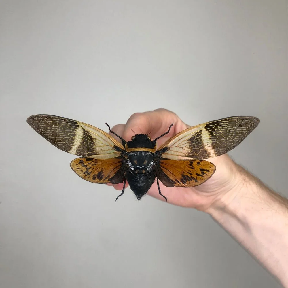 coconut_cicada.jpeg