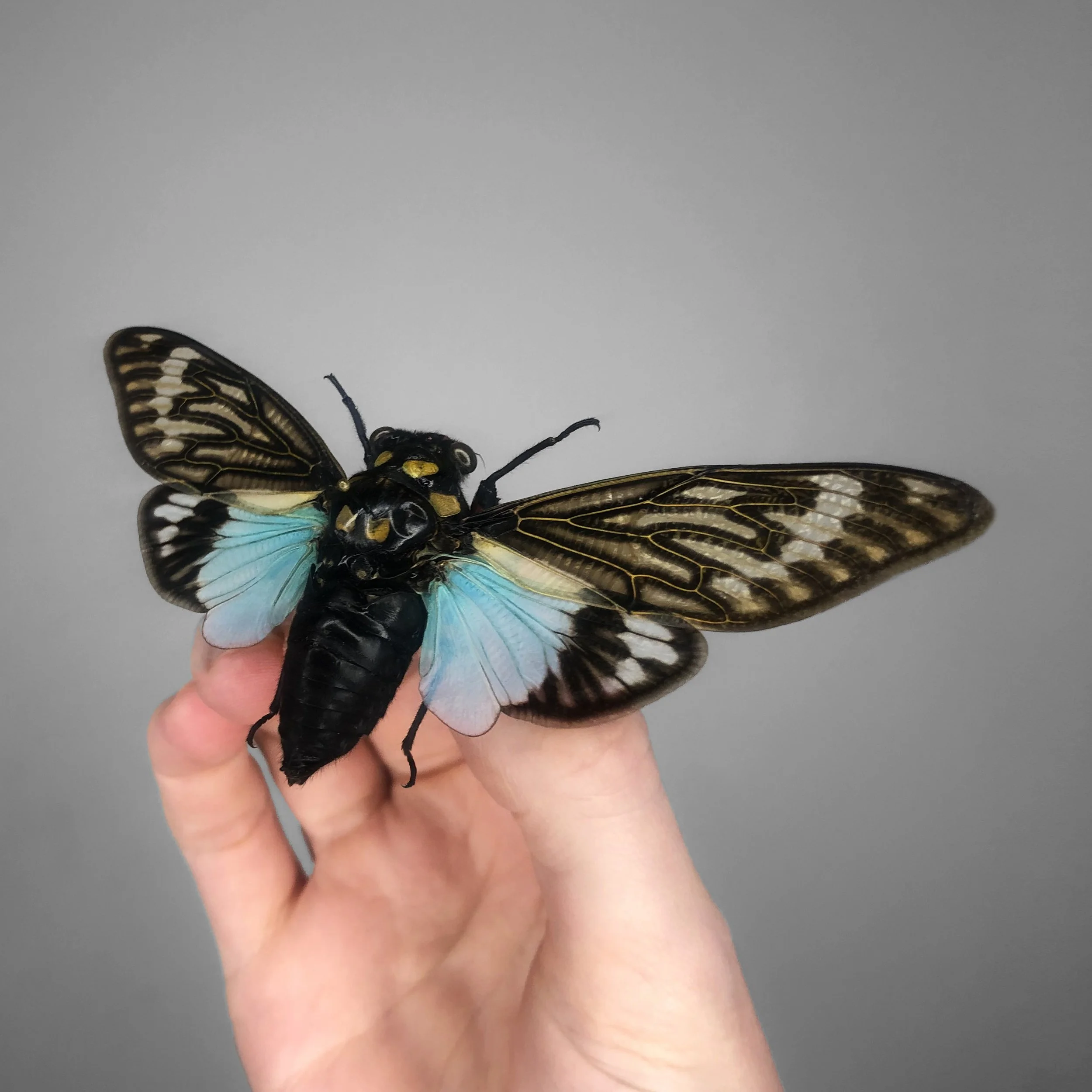 bluewing.jpg