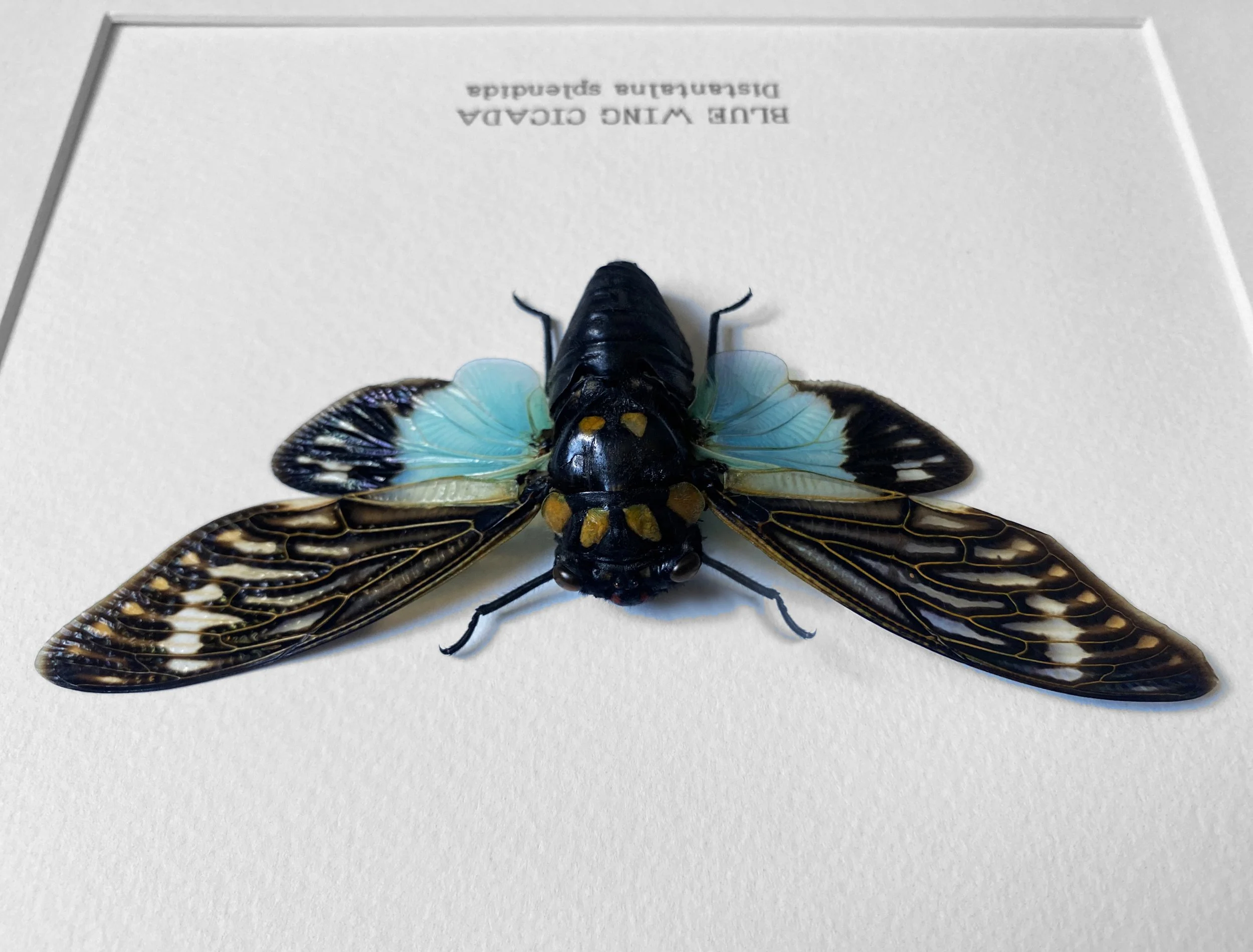 blue_cicada_closeup.jpg