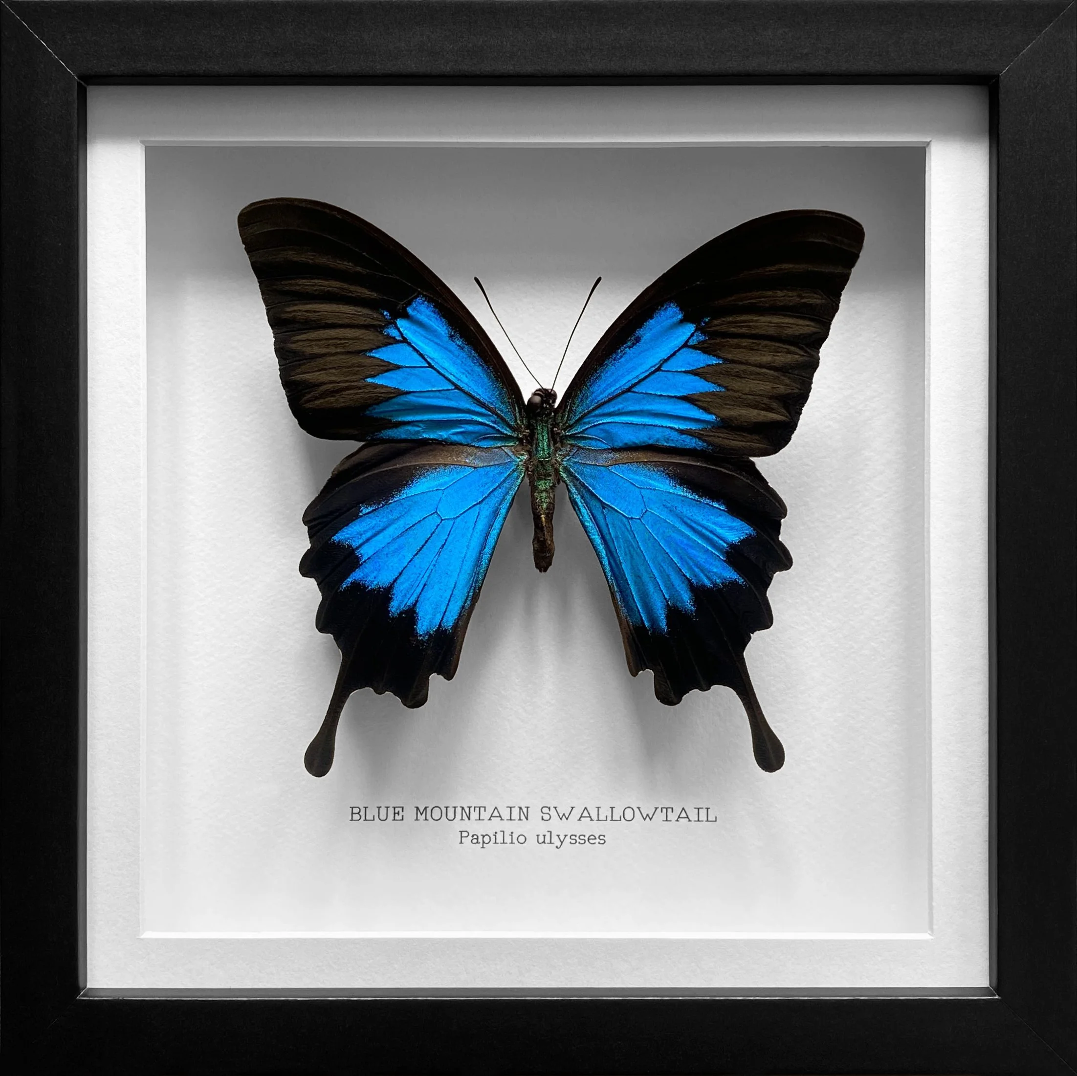 Blue Mountain Swallowtail