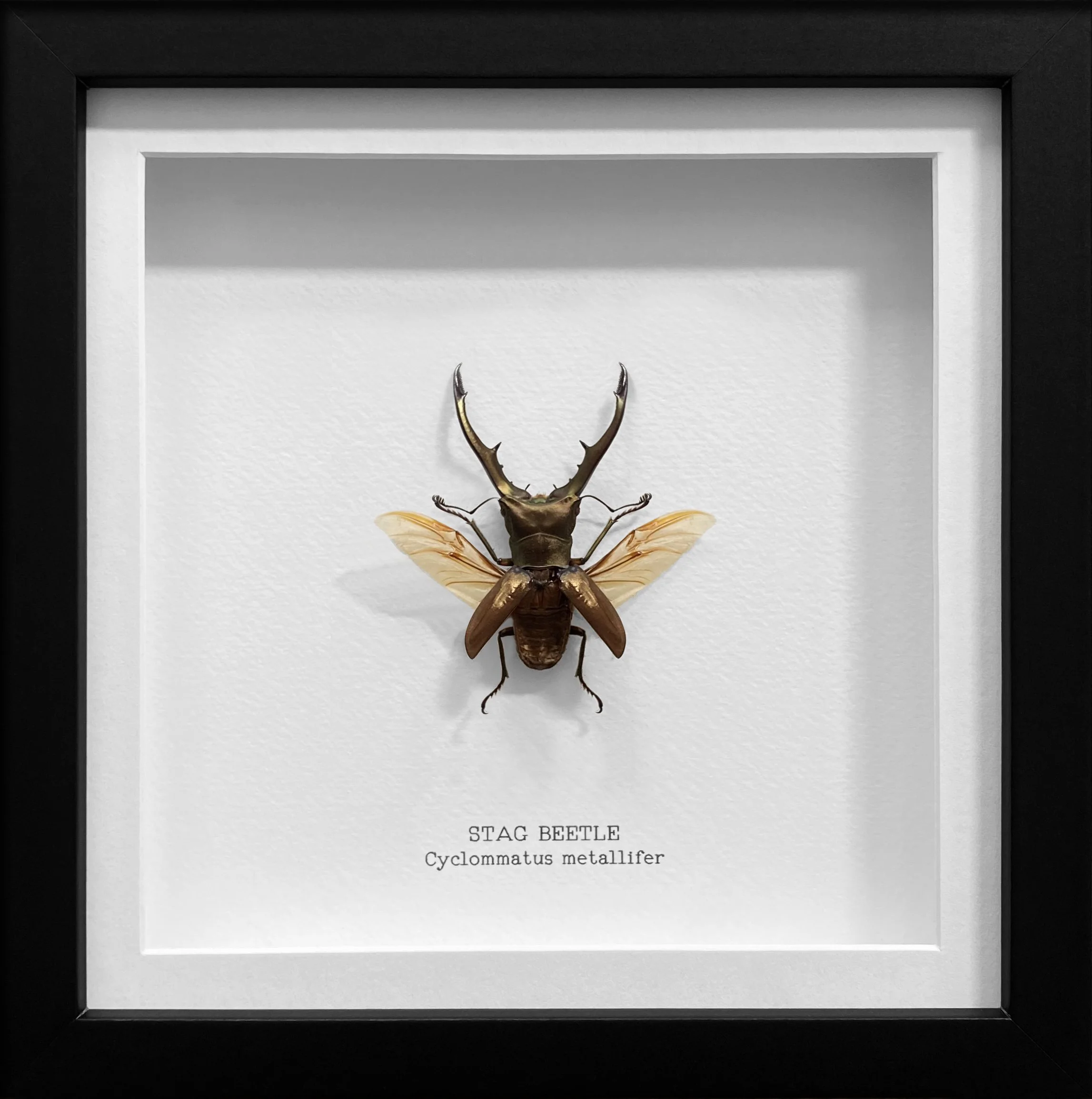 Stag Beetle