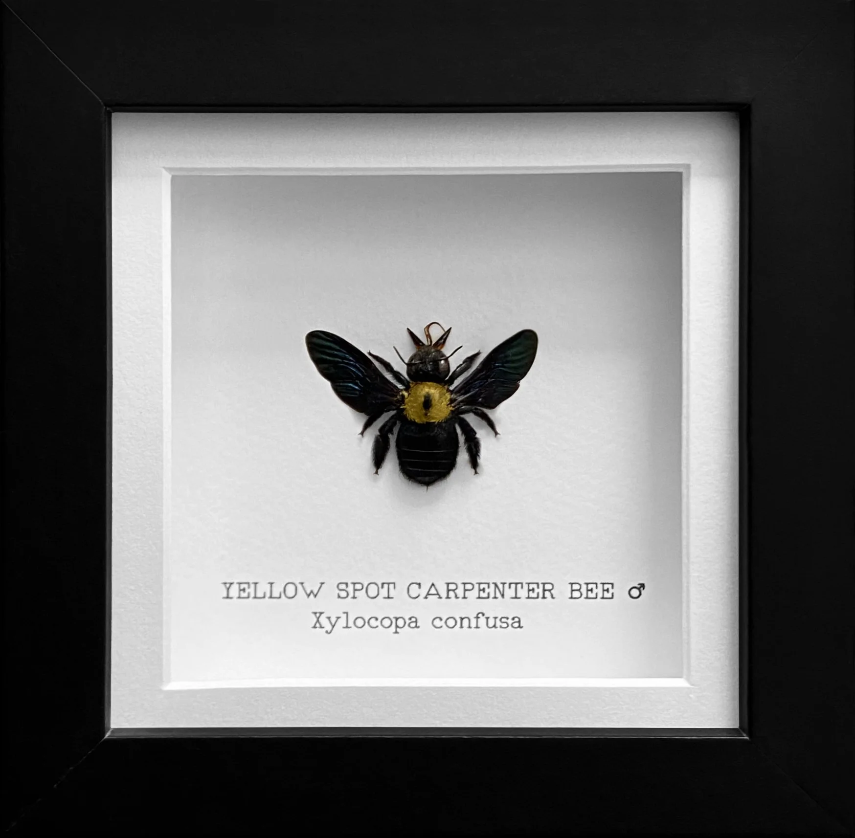 Yellow Spot Carpenter Bee ♂