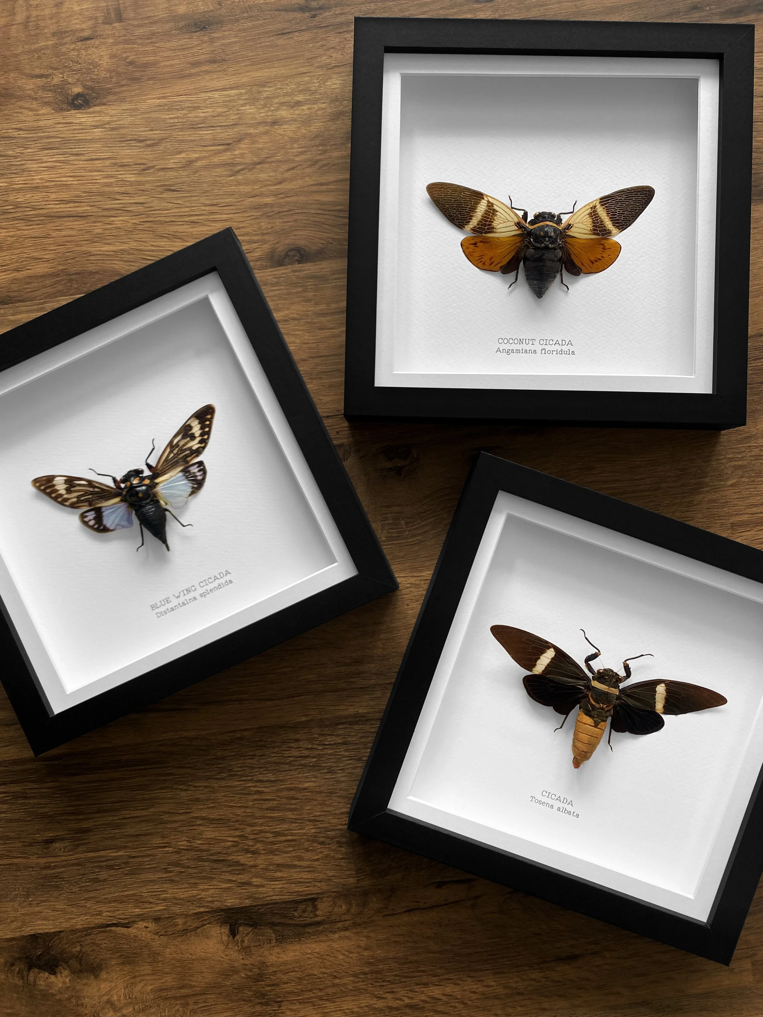 cicada_3set.jpg