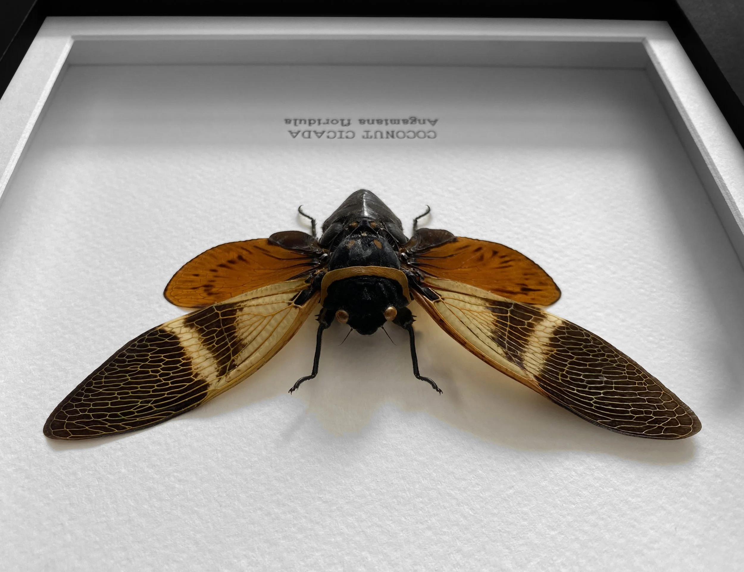 coconut_cicada.jpg