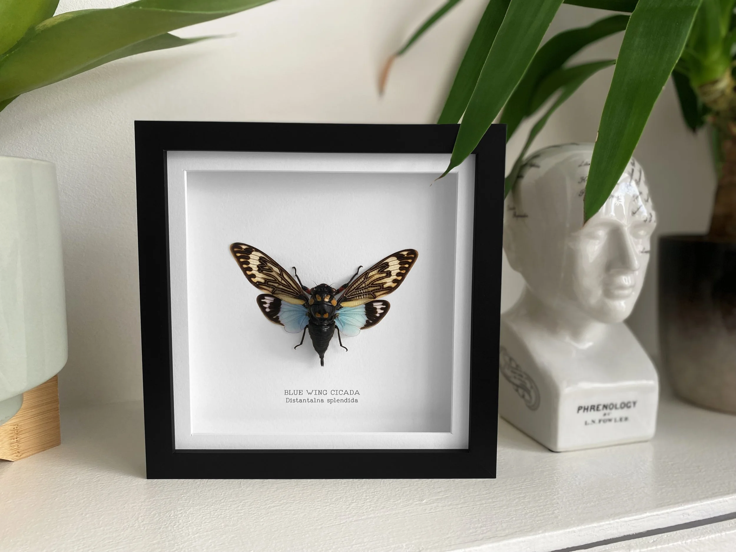 bluewing_cicada.jpg