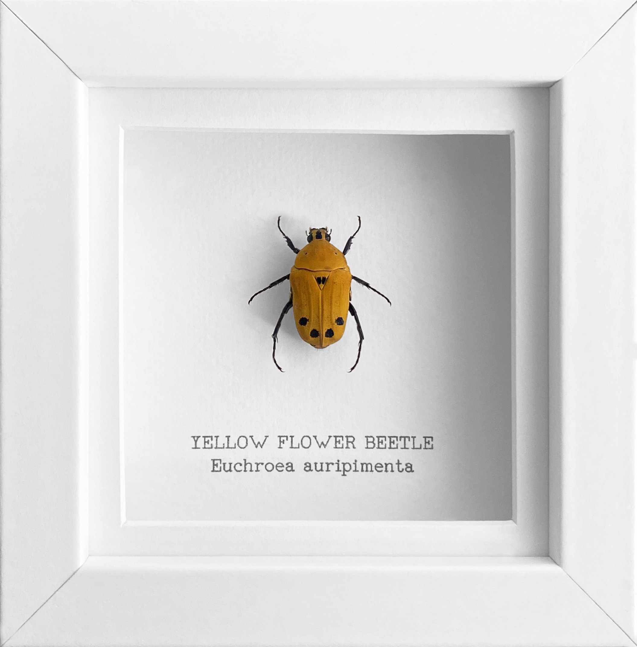 yellowflower_white.jpg