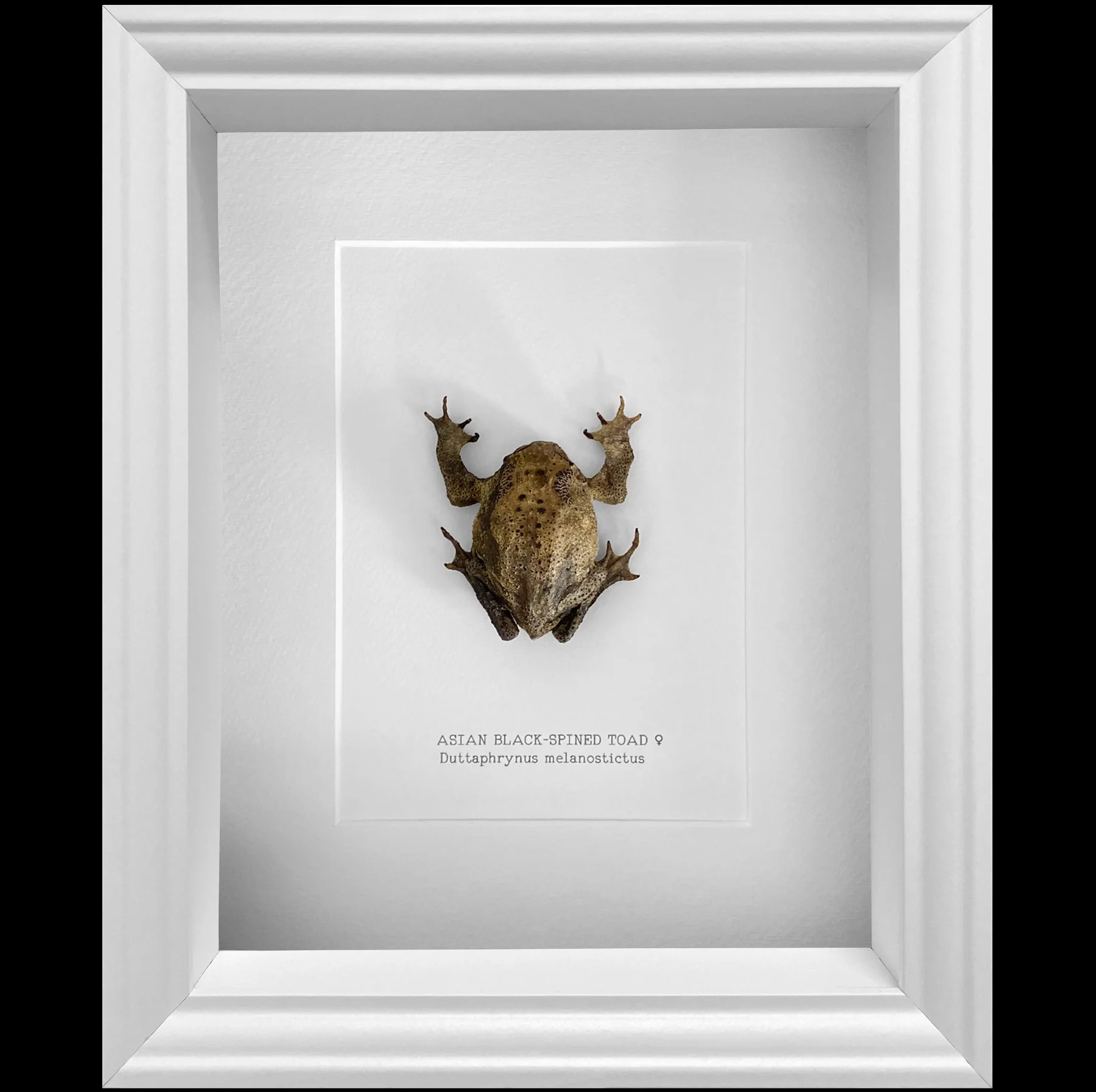 toad_white_ss26.jpg