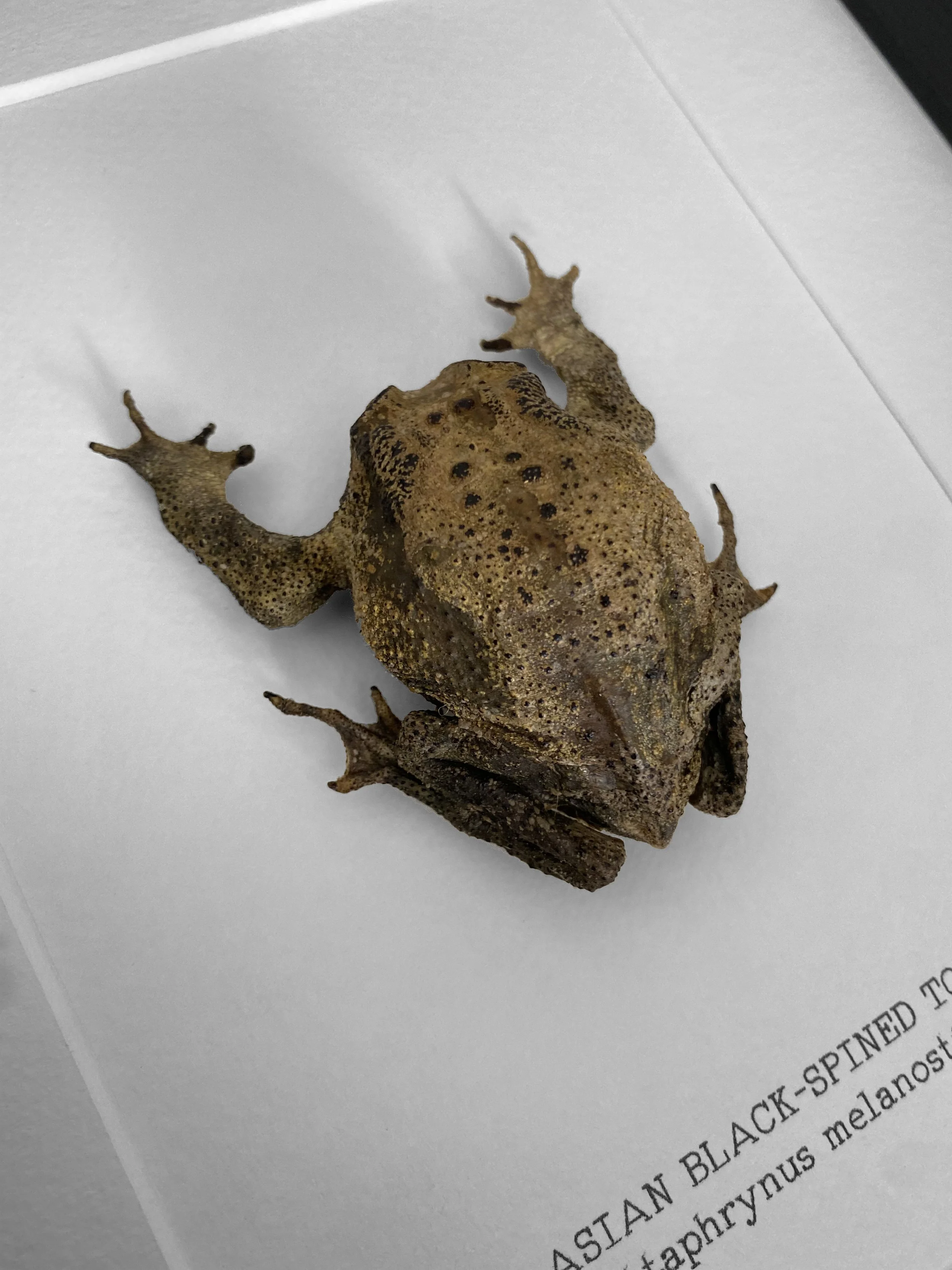 toad_ss26_closeup2.jpg