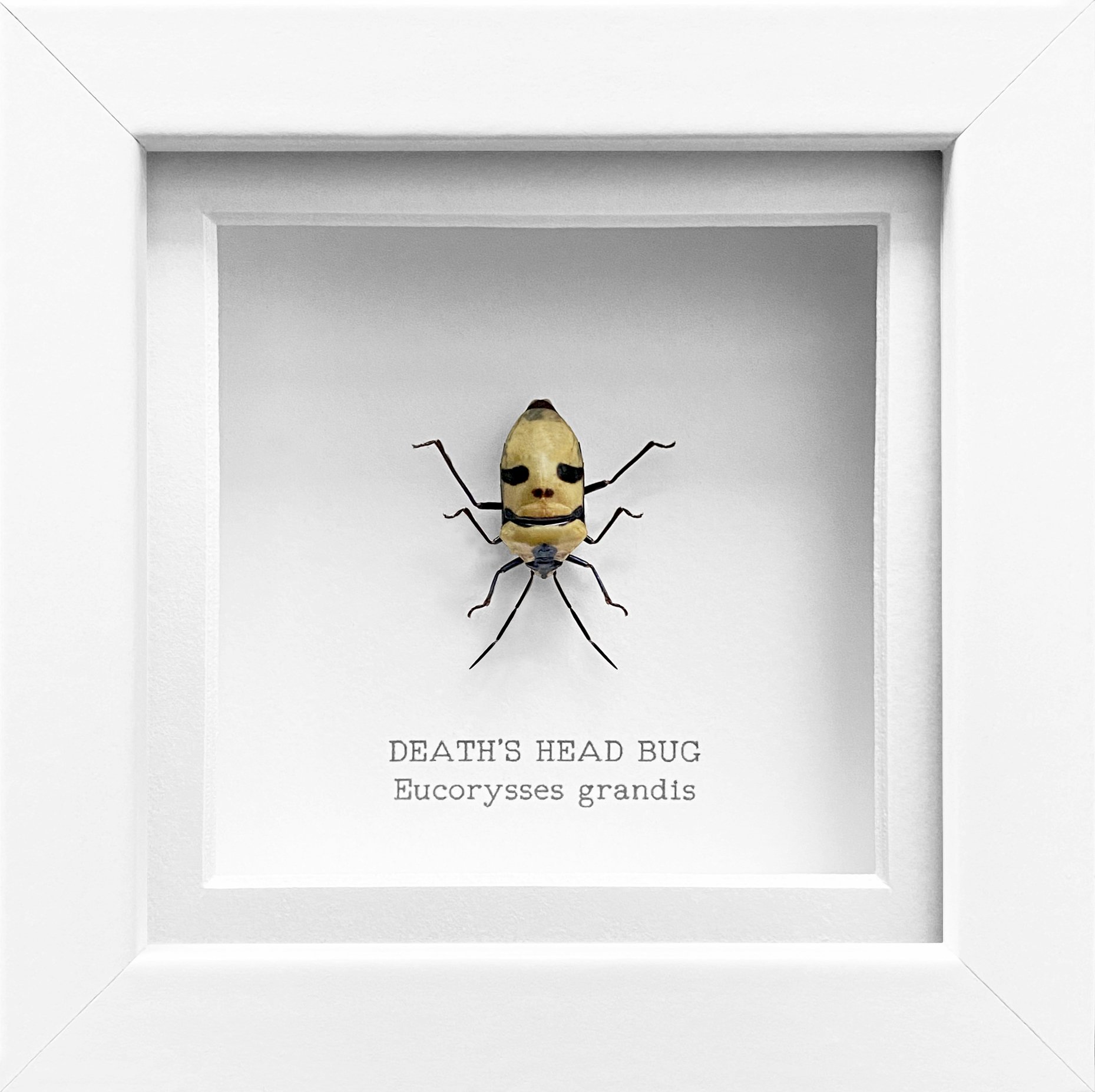 deathsbug_whitefull.jpg
