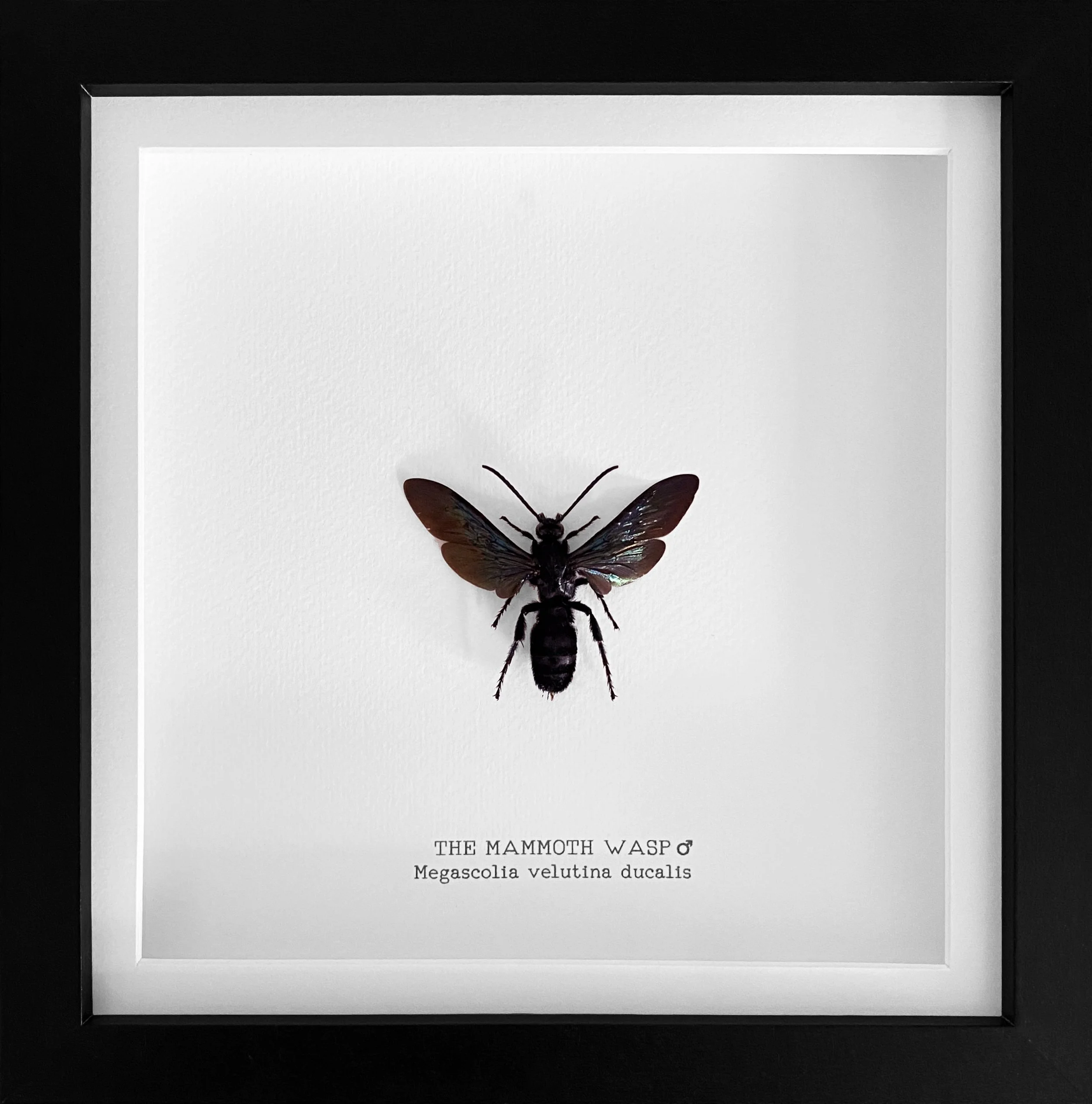 The Mammoth Wasp ♂