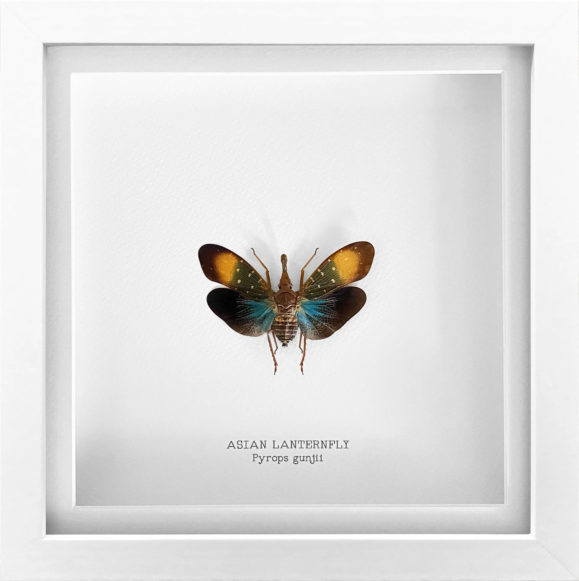 asian_lanternfly_white.jpg