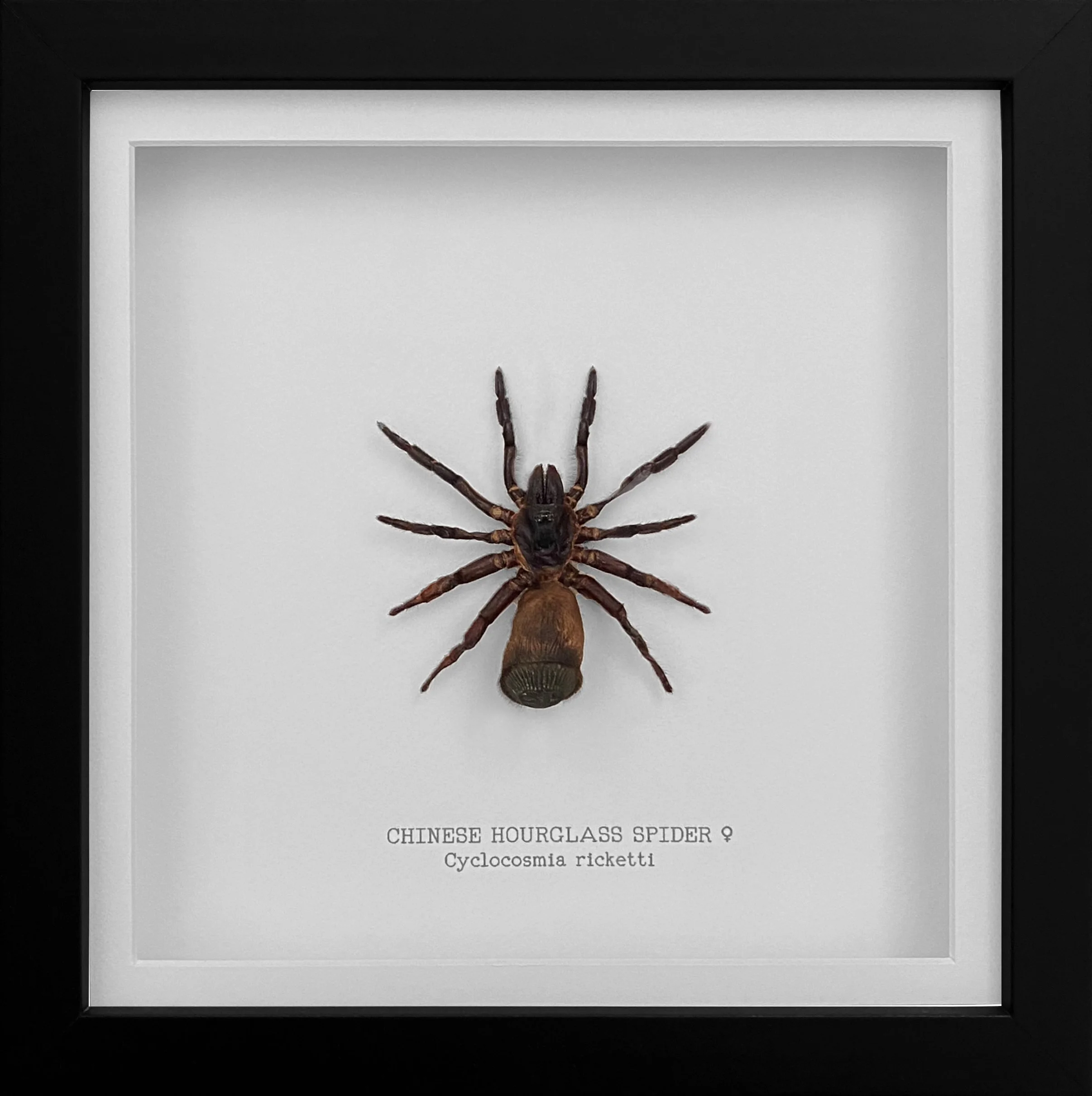 Chinese Hourglass Spider ♀