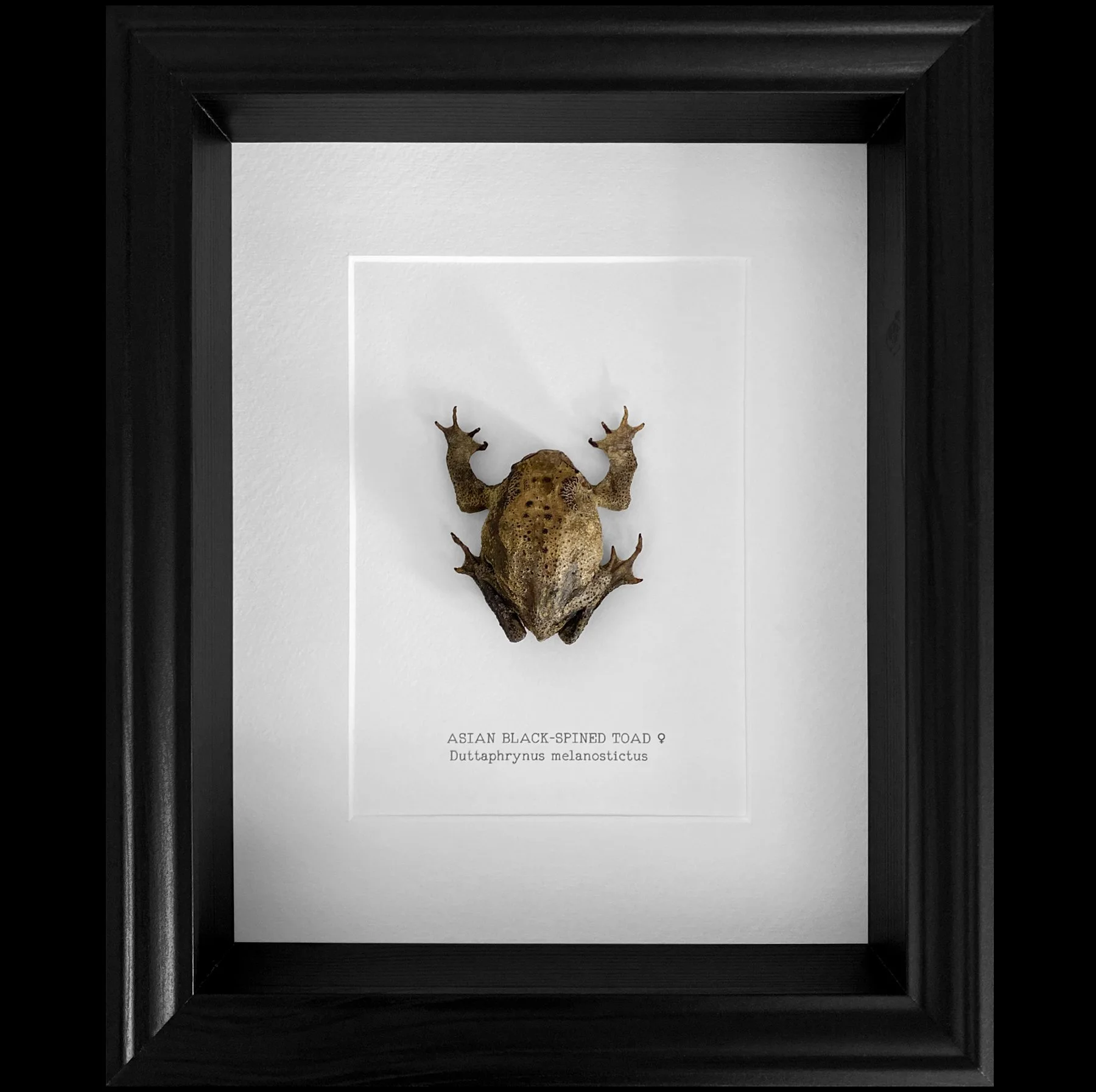 toad_blackstore_ss26.jpg