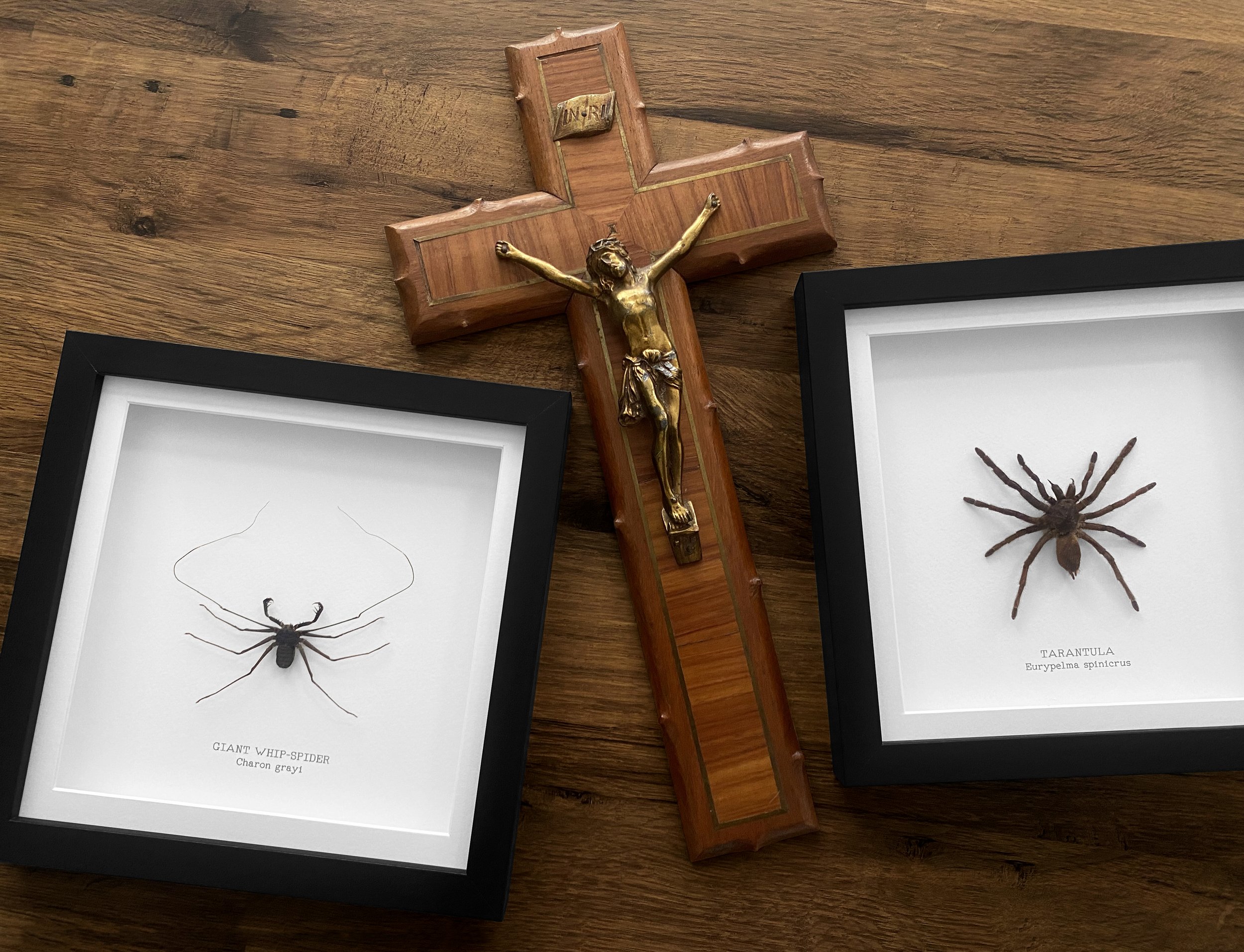 tarantula_cross.jpg
