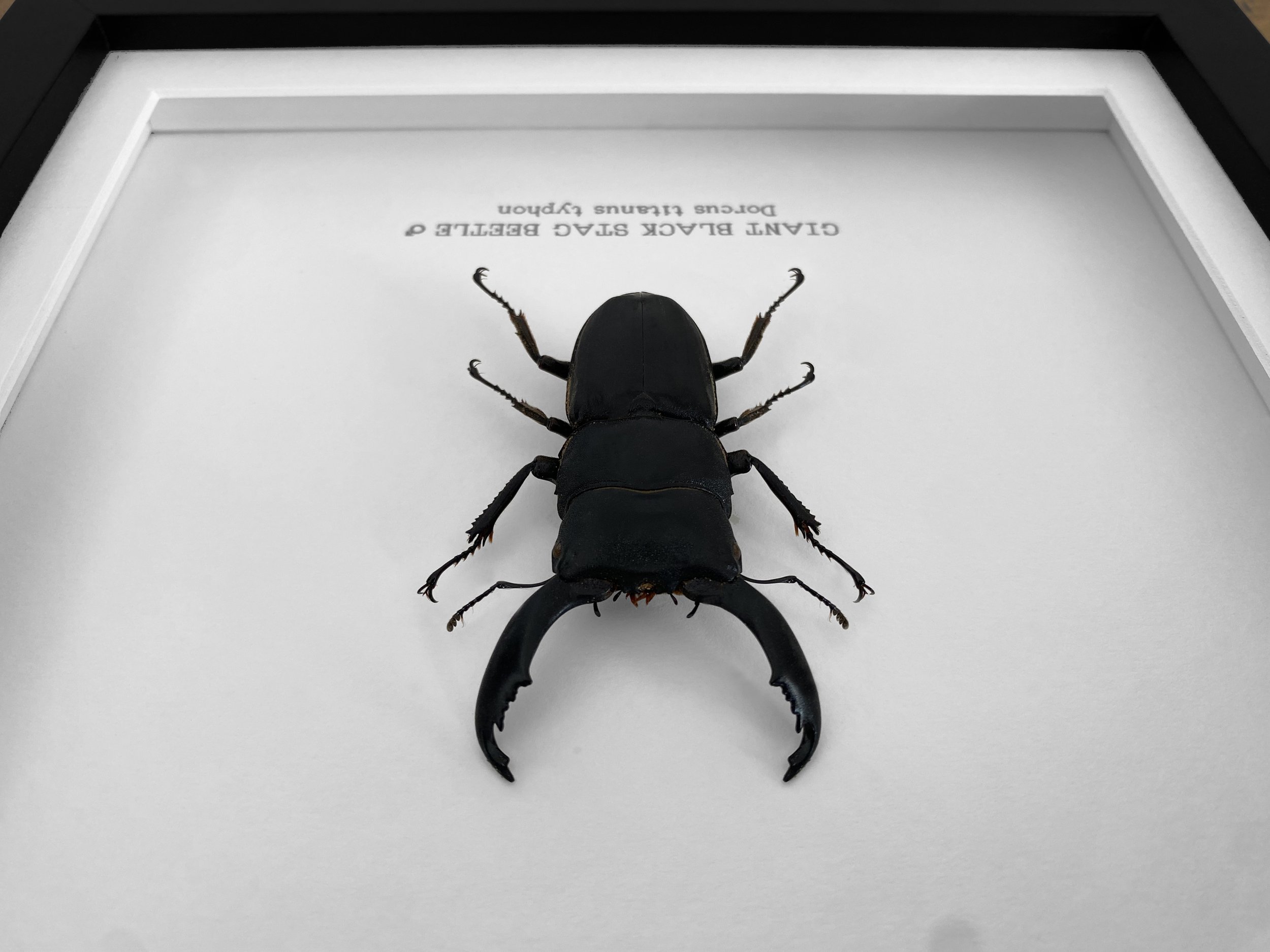 stagbeetle_front.jpg
