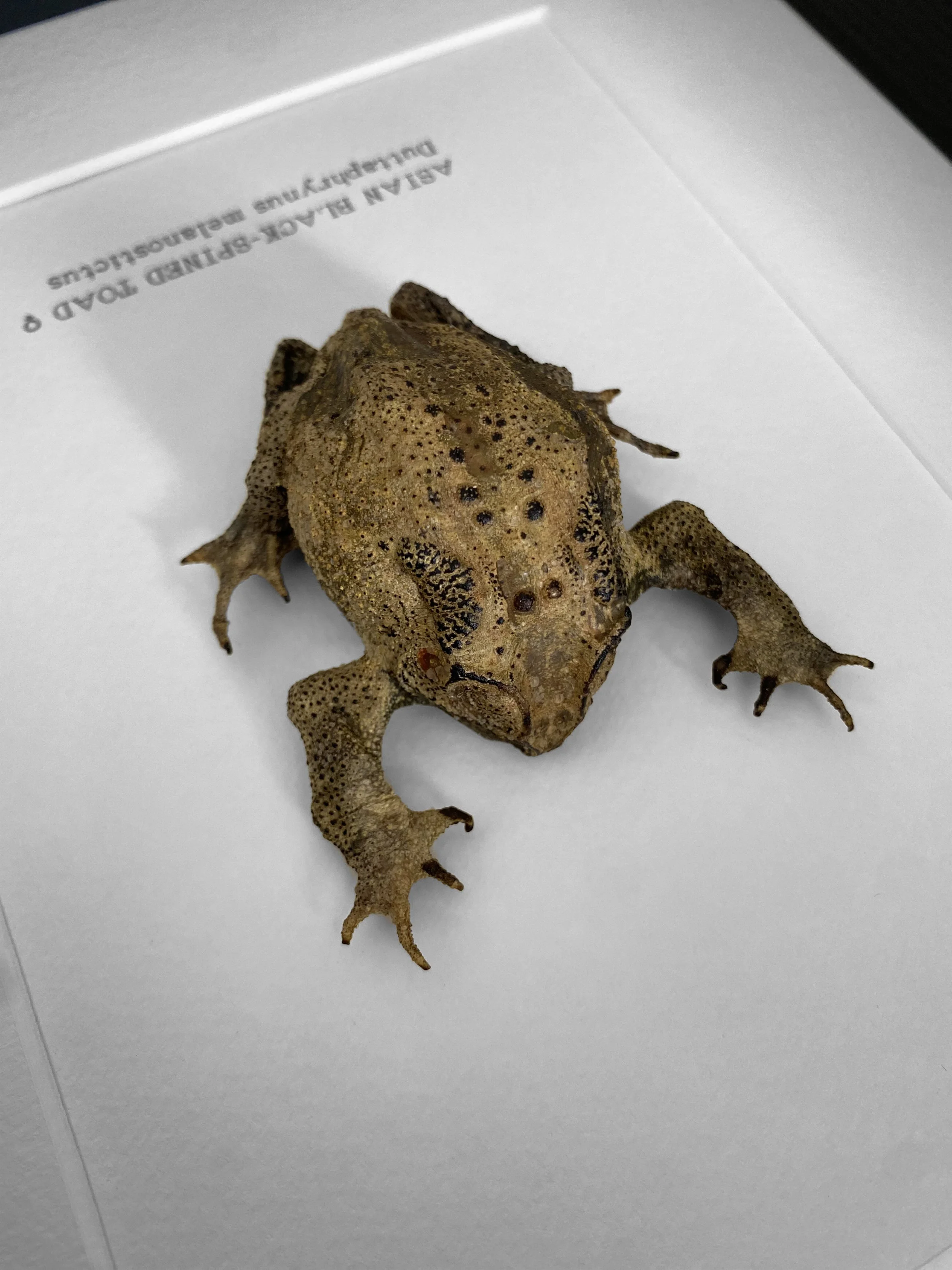toad_ss26_closeup1.jpg