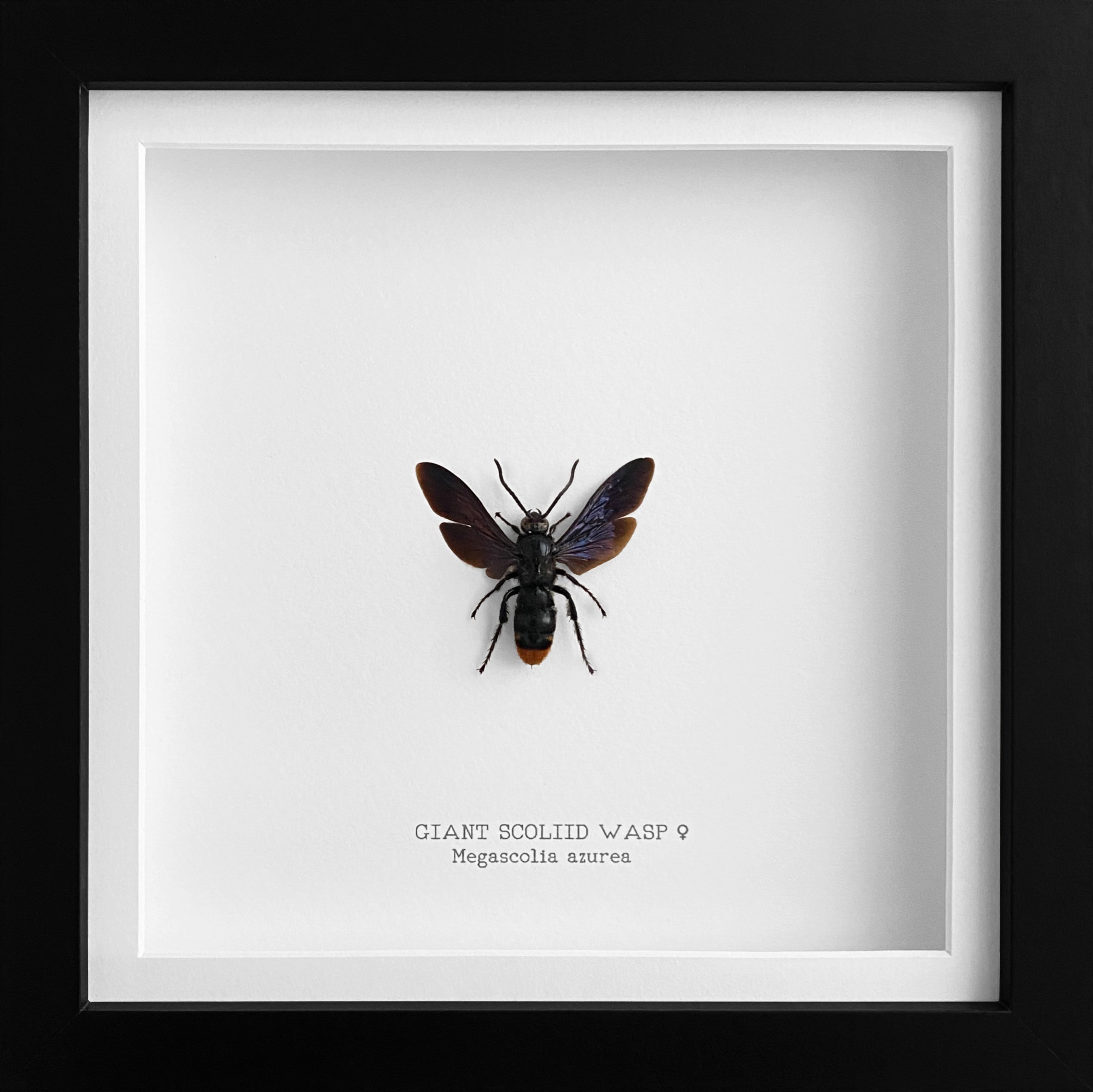 Giant Scoliid Wasp ♀