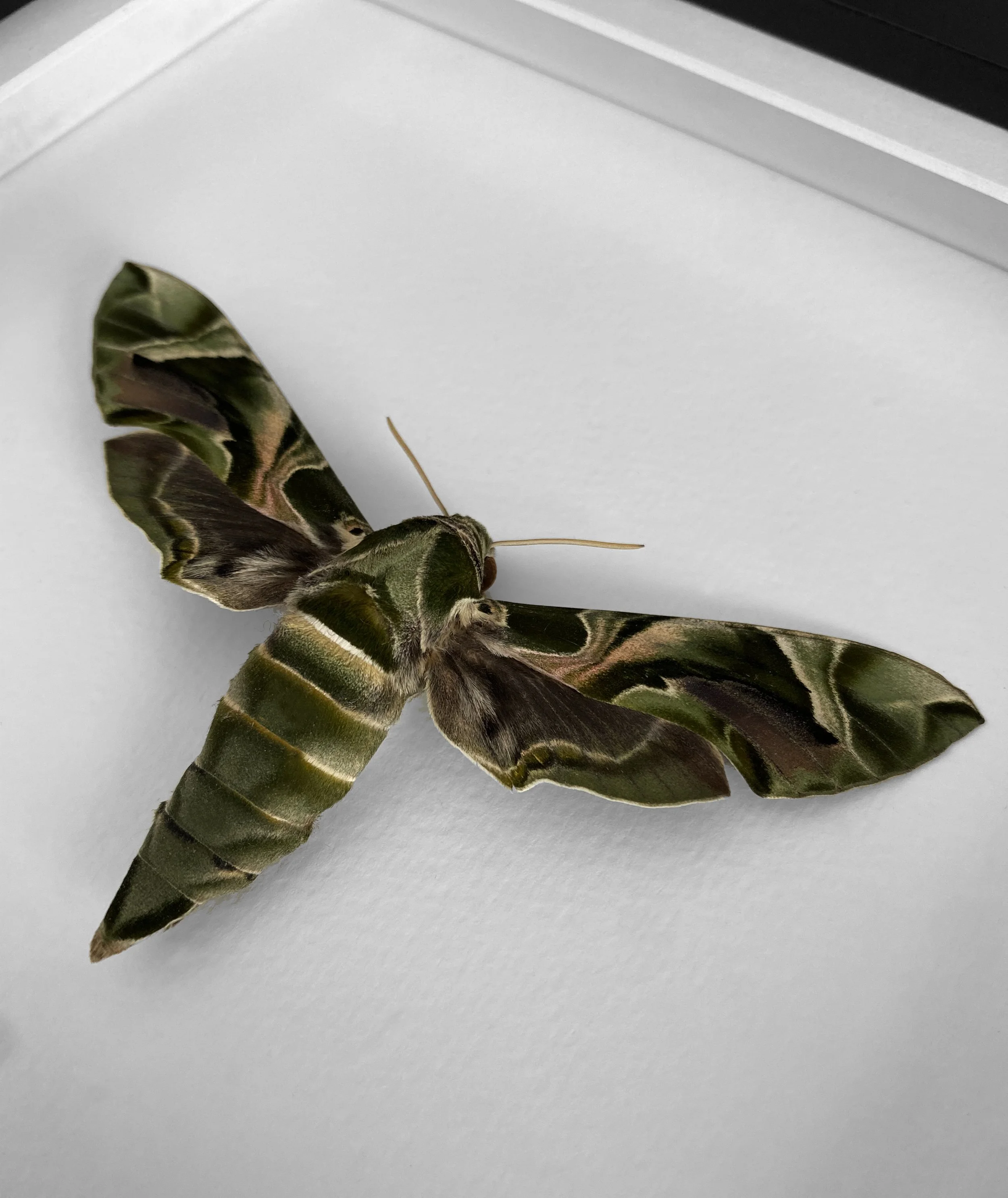 oleander_side.jpg