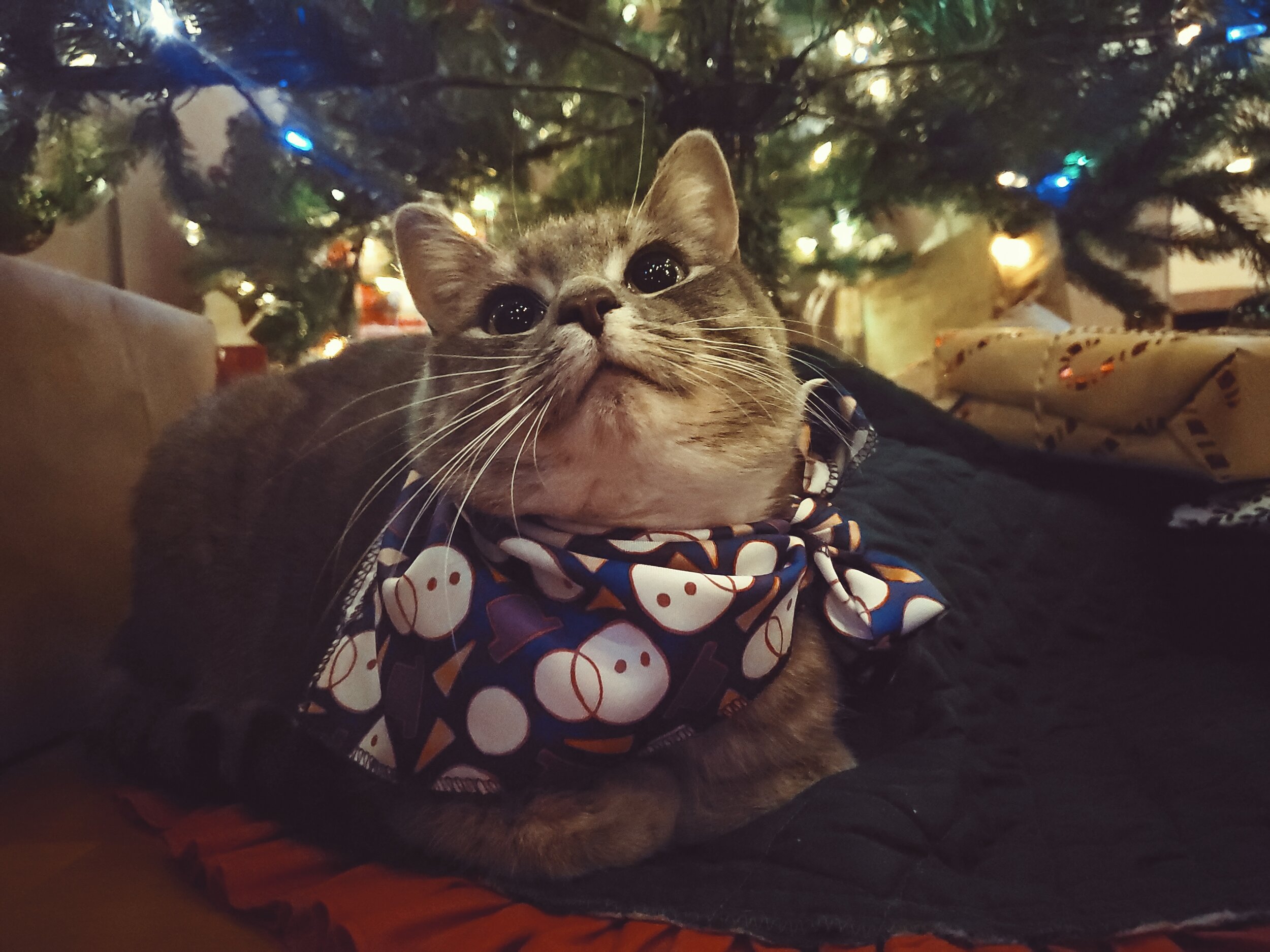  We decided to enter a cat photo contest through out vets and Navi did a great job at posing! I hope we win! Look how festive she is! 