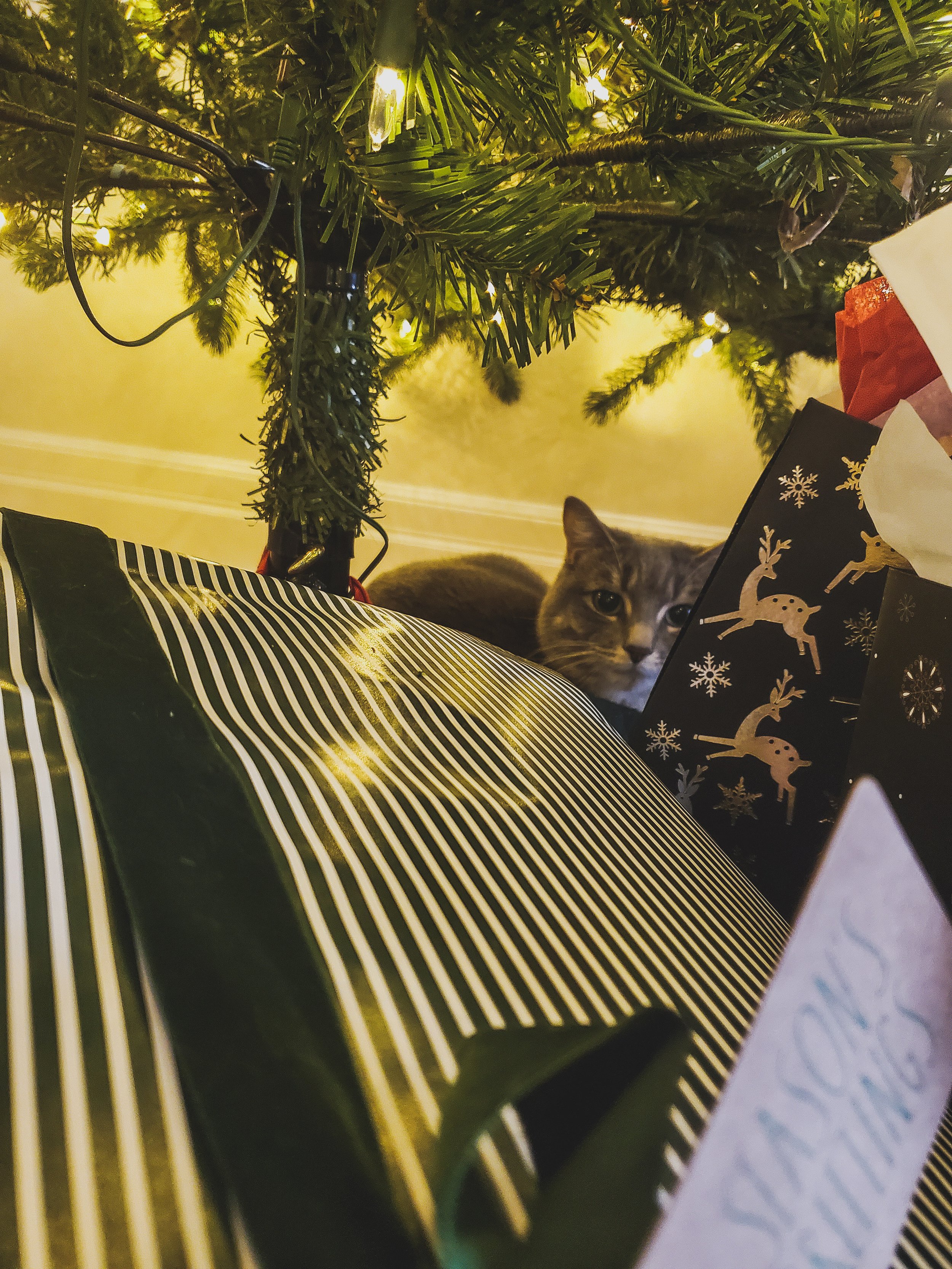  Navi cozy under the tree. 