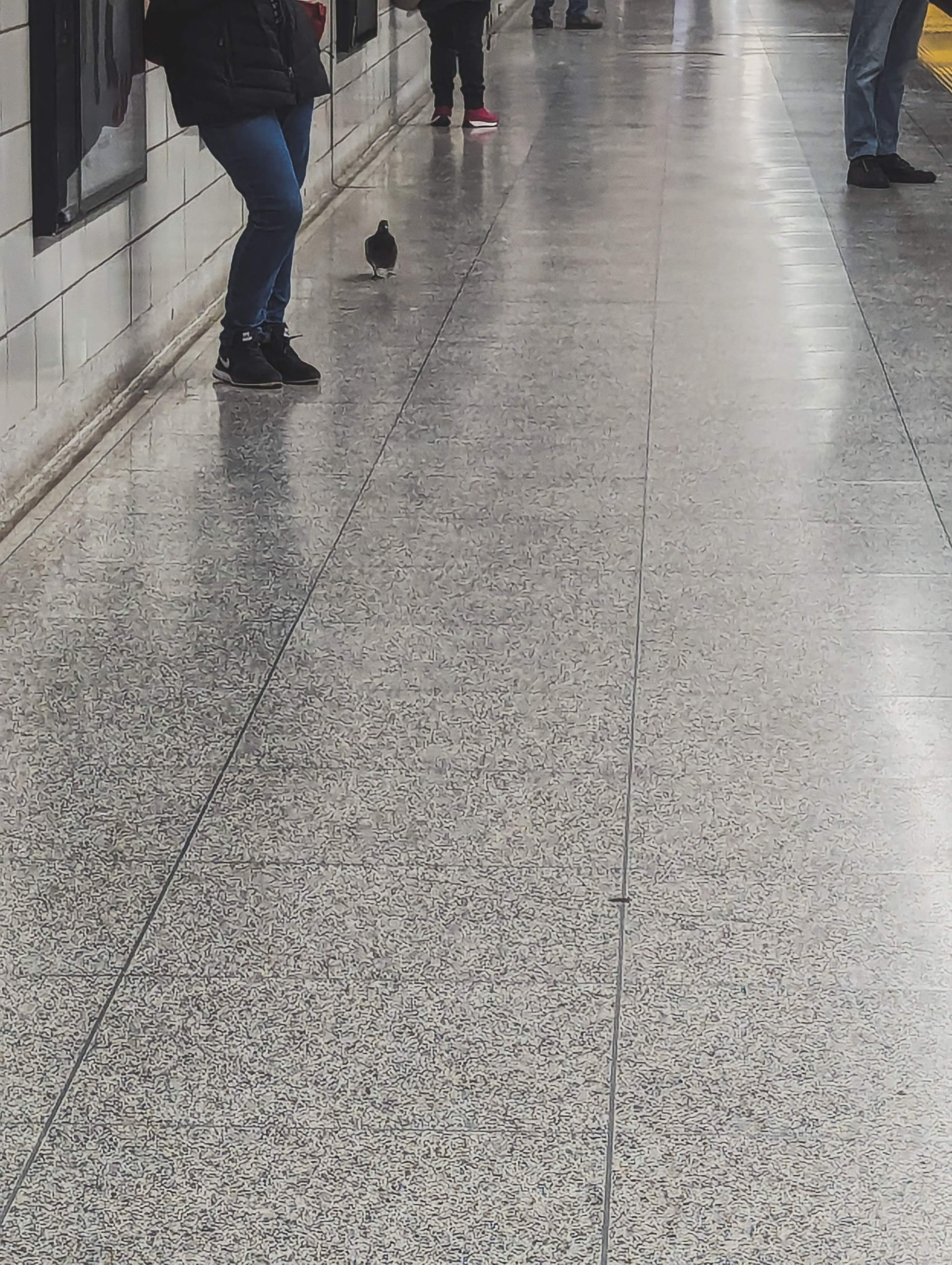  You know I’m getting a bit desperate for moments of joy when I start snapping photos of the pigeon in the subway station! This lil’ guy just made me smile - it always seems to weird to see birds indoors! 
