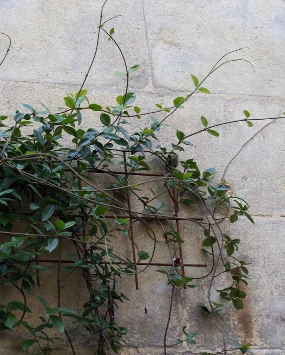 chinese star jasmine
⠀⠀⠀⠀⠀⠀⠀⠀⠀
by way of @gardenista_sourcebook