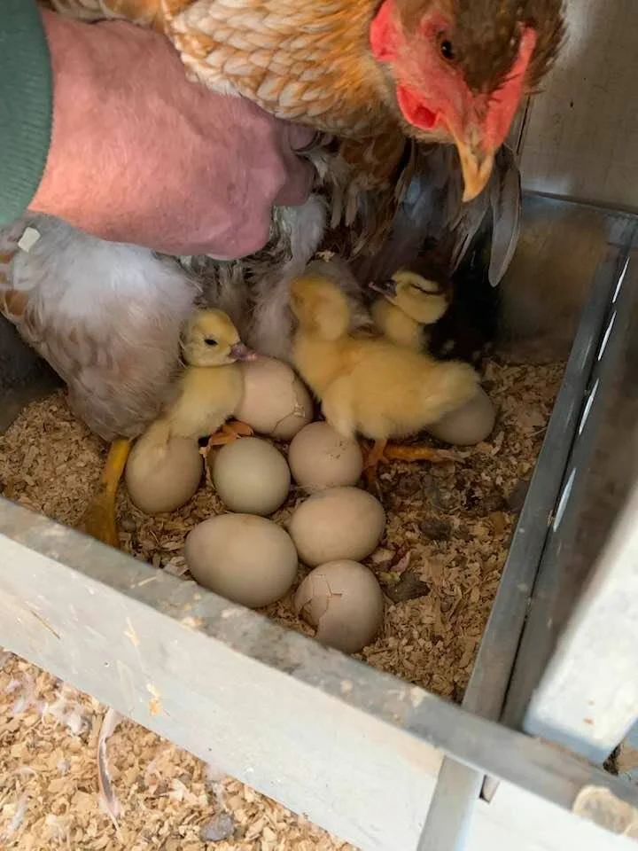 Diparma Farms