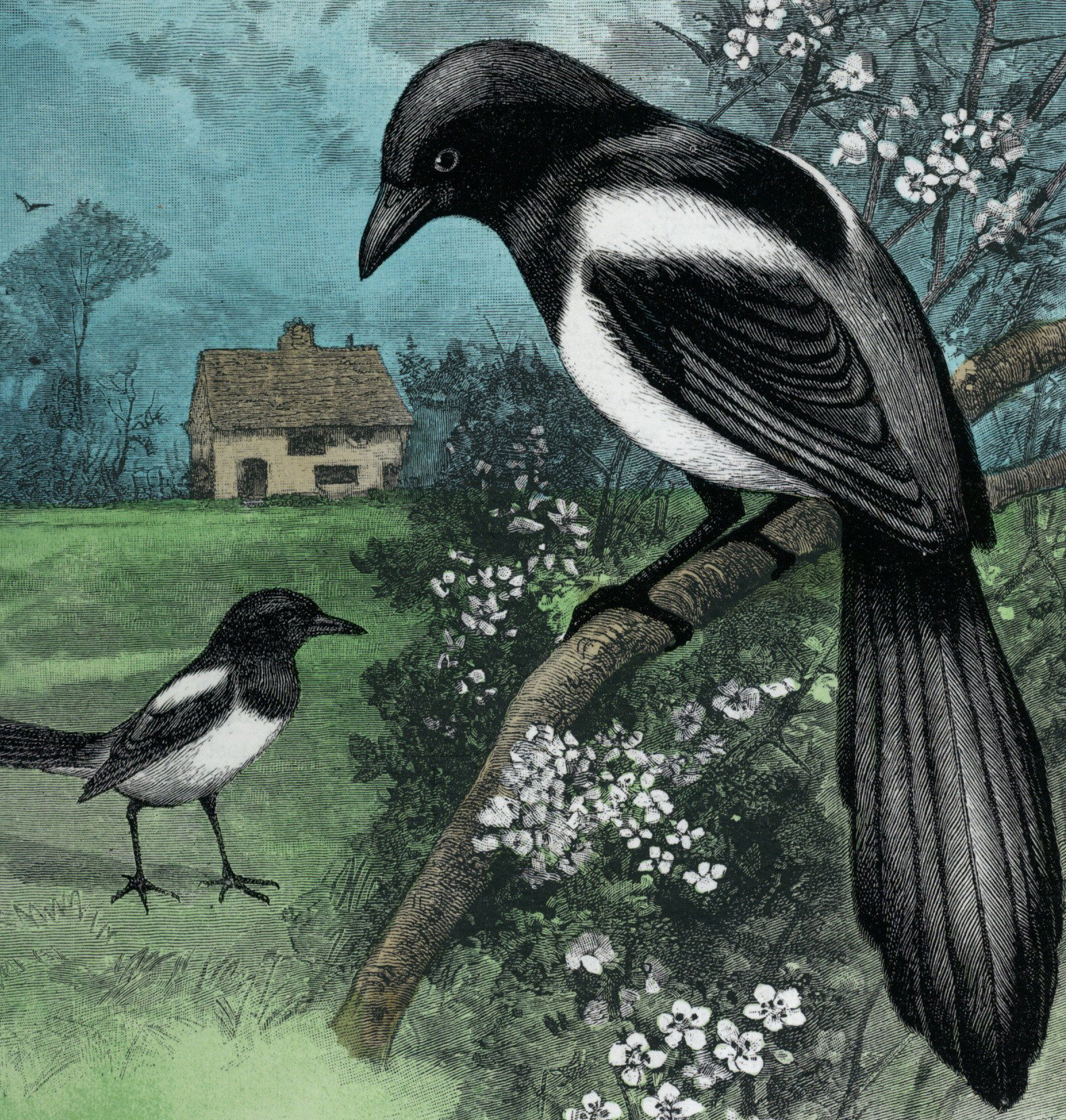 Magpies