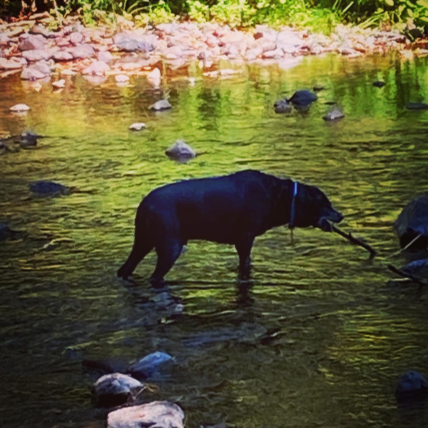 Freddie is happiest in a river with a nice stick 😄🐶