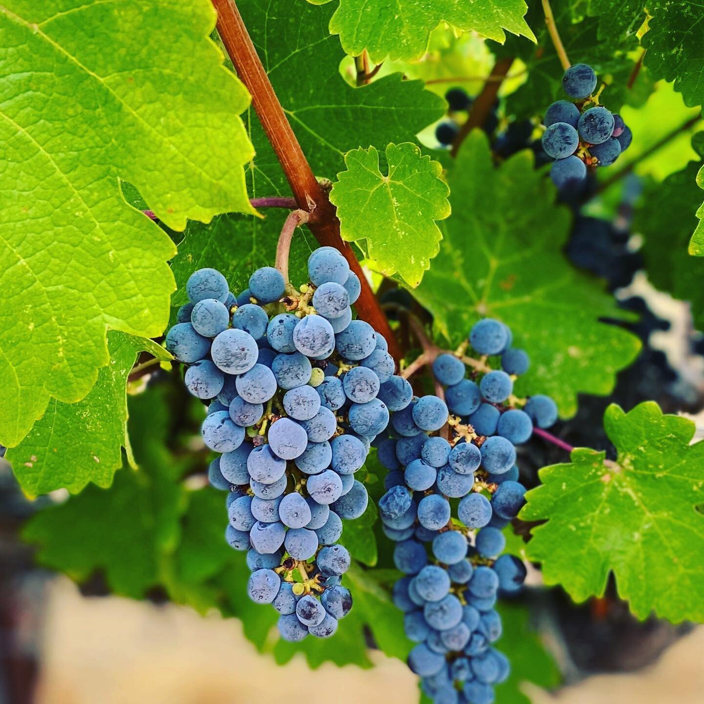 Some good lookin&rsquo; clusters this morning ☀️🍇!