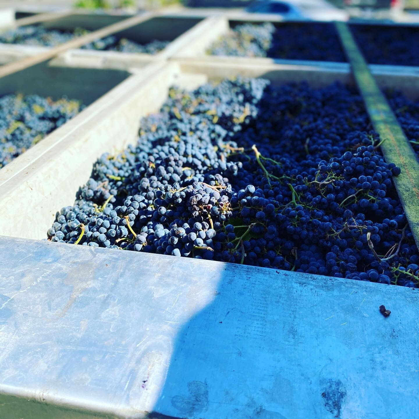 Beautiful Cab Franc off to crush by our good friends @ramazzotti_wines ... that&rsquo;s Travis Ramazzotti bringing the goods! (Oh, and yes, they taste as good as they look)!!!