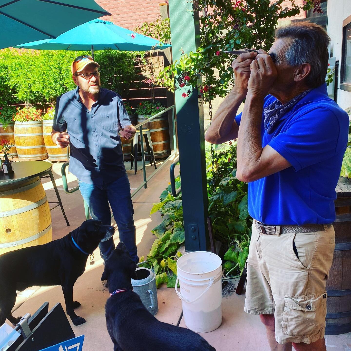 Bran and Joe testing the brix on the Grenache... good harvest fun!