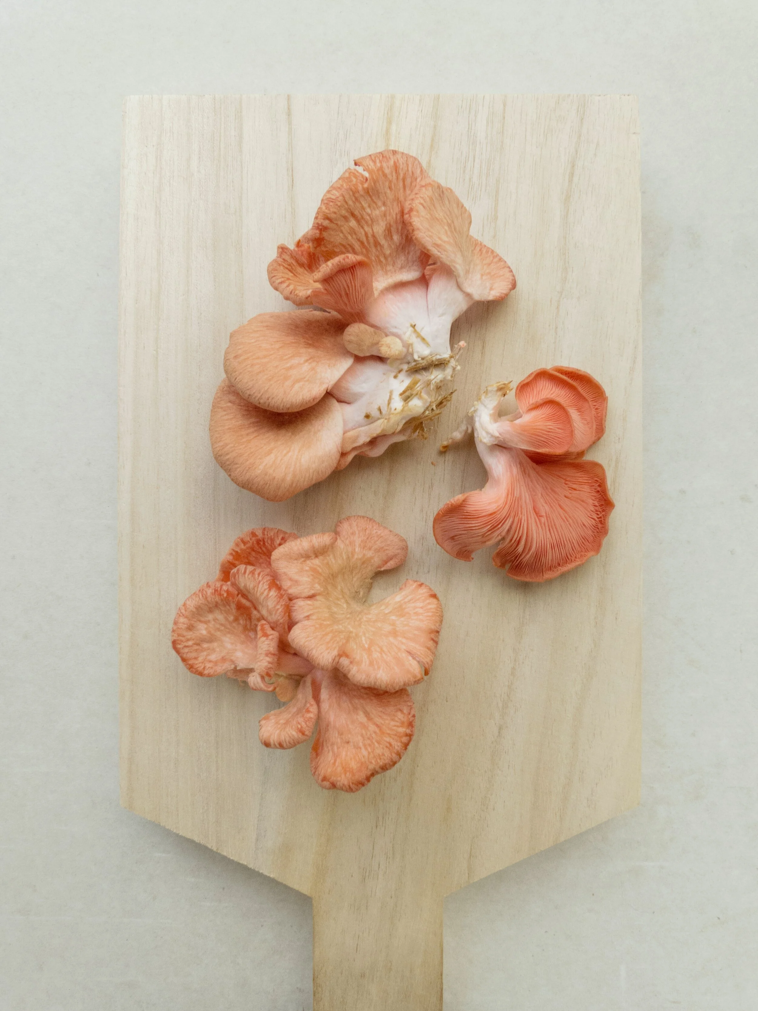 Top 7 Medicinal Mushrooms for Better Health